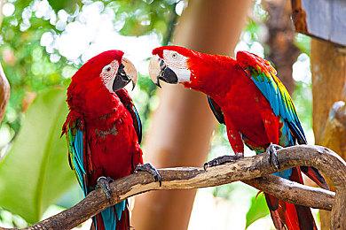 庆祝《女神异闻录》25周年 《P5R》Mini Live将于6月29日举行